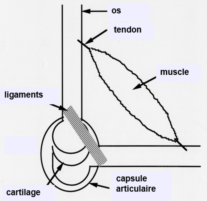 Bases biologiques