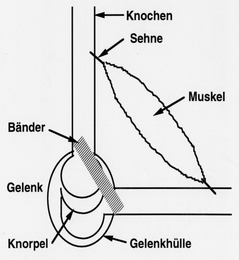 Biologische Grundlagen