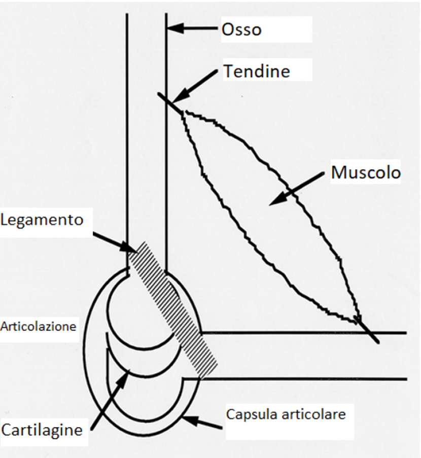 Basi biologiche